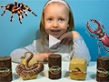 Страшные сюрпризы в коробочках: жуки, пауки, змеи